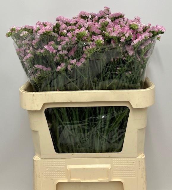 <h4>LIM S APRI SUN BIRDS 65gr</h4>