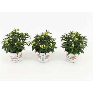 Solanum Groene bes