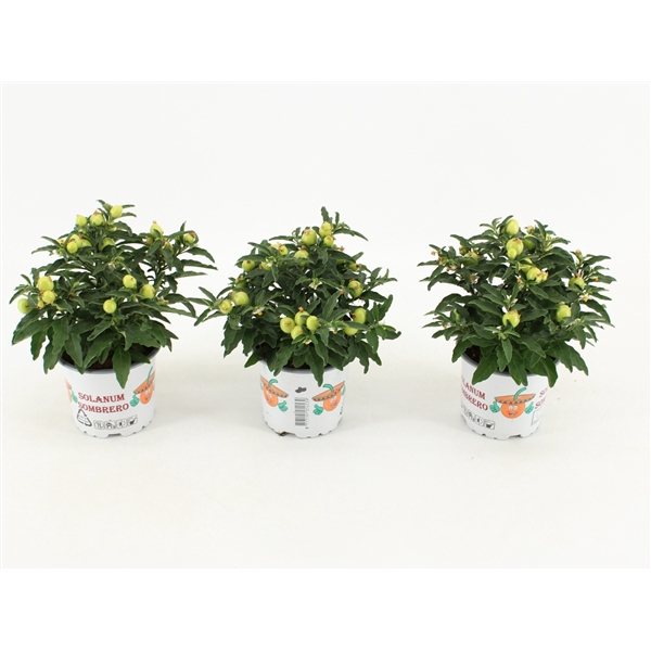 <h4>Solanum Groene bes</h4>