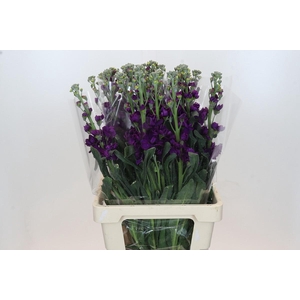 Matthiola Lucinda Purple