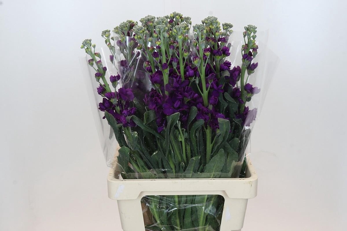 <h4>Matthiola Lucinda Purple</h4>