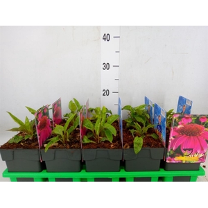 Echinacea purp. 'Powwow Wild Berry'