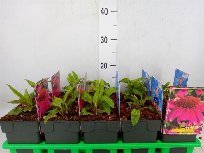 <h4>Echinacea purp. 'Powwow Wild Berry'</h4>