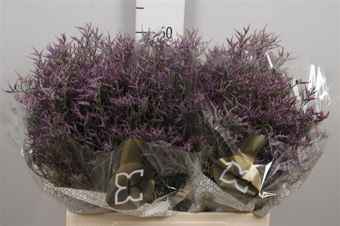 <h4>Lim Saf Dark Blue</h4>