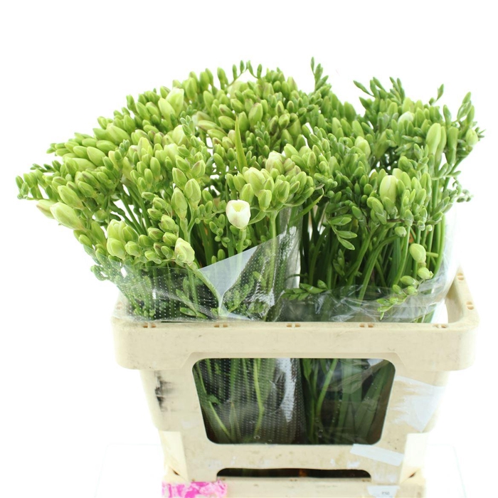 <h4>Fr Du Versailles</h4>