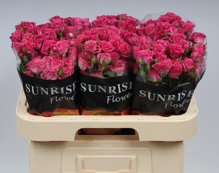 <h4>R TR LIANNE</h4>