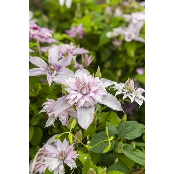 <h4>Clematis Multi Pink® PBR +3.0 label</h4>