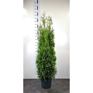 Thuja occ. 'King of Brabant'