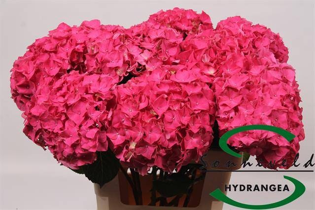<h4>HYDR M CH RODEO RD</h4>