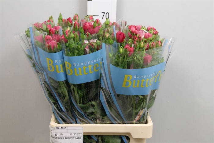 <h4>Ran Butterfly Lycia</h4>