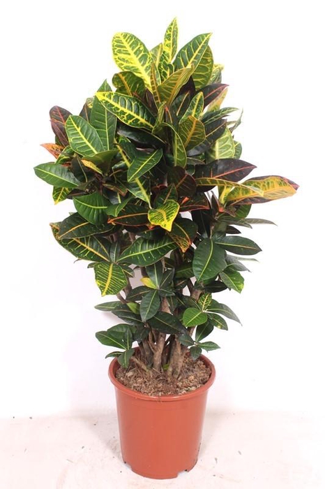 <h4>Codiaeum Petra (Croton Petra)</h4>