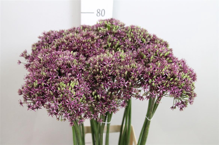 <h4>Allium Miami</h4>