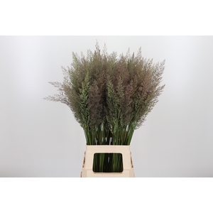 Calamagrostis