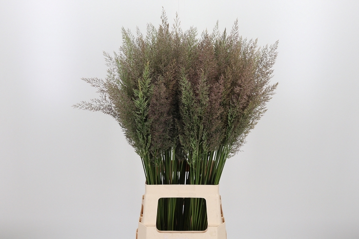 <h4>Calamagrostis</h4>