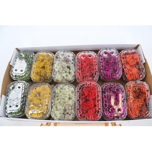 Moss Icelandic Box Mixed