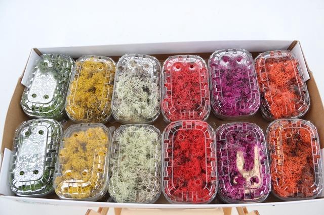 <h4>Moss Icelandic Box Mixed</h4>