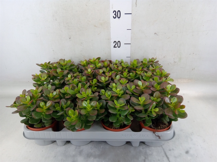 <h4>Crassula ovata 'Minor'</h4>