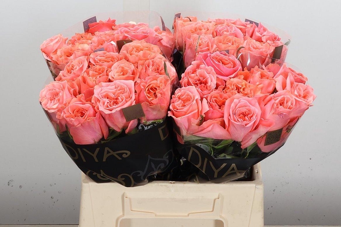 <h4>R Gr Blushing Reeva</h4>