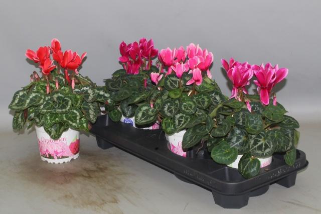 <h4>CYCL GR HALIOS FANT</h4>