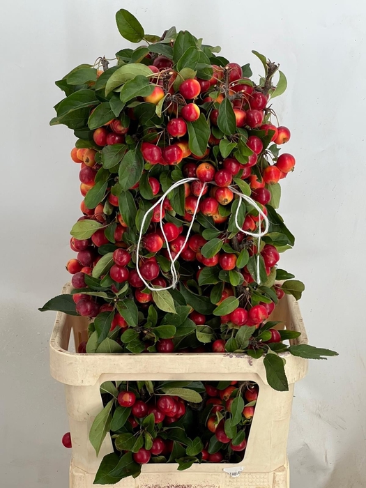 <h4>MALUS GORGEOUS</h4>