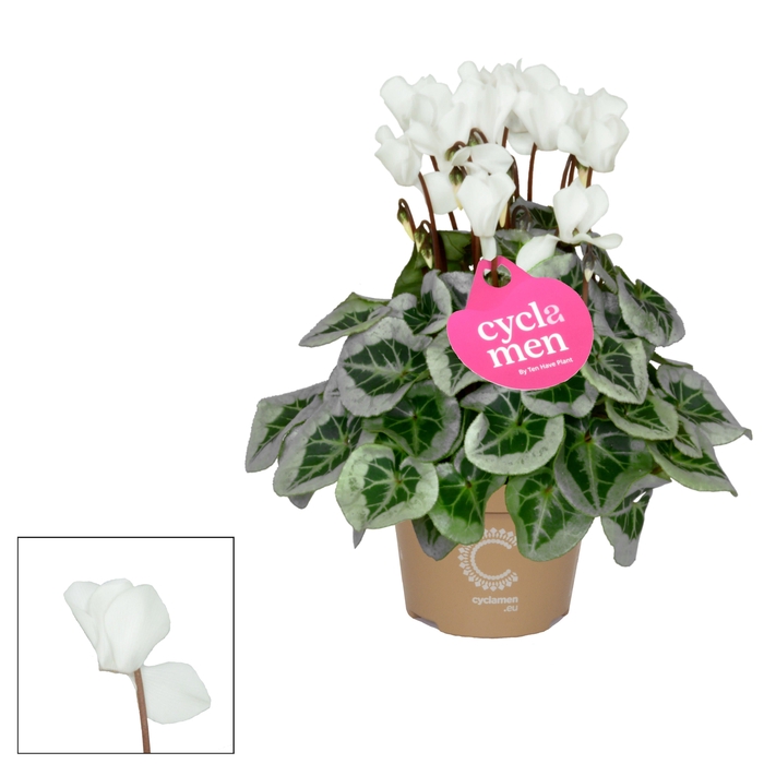 <h4>Cyclamen SS Picasso Wit</h4>