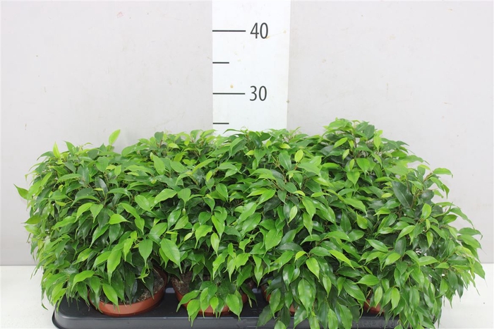 <h4>Ficus Be Green Kinky</h4>