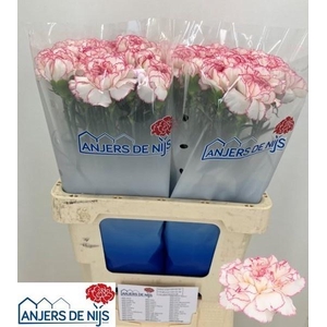 DI ST PASTEL DAMASCU