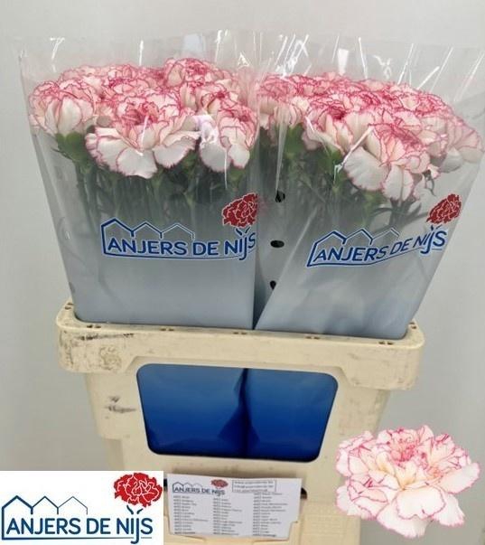 <h4>DI ST PASTEL DAMASCU</h4>