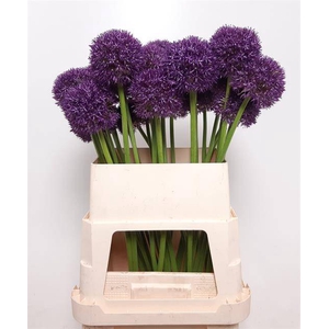 Allium Grootbloemig