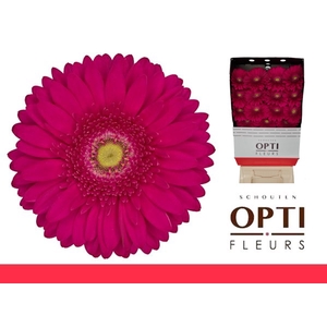 Gerbera Riley Diamond