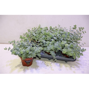 Sedum Sieboldii