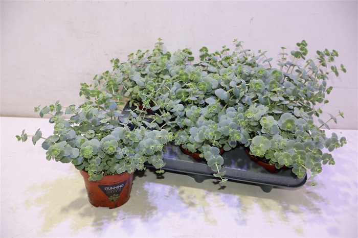 Sedum Sieboldii