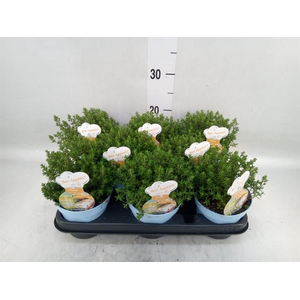 Thymus vulgaris 'Compactus'