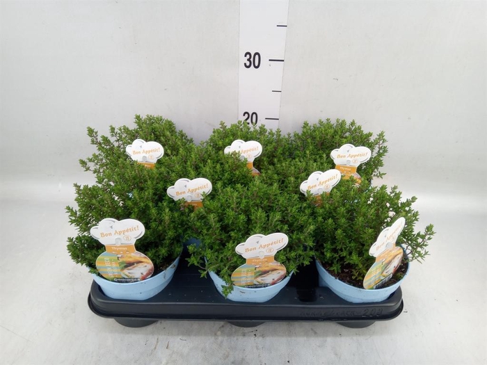 <h4>Thymus vulgaris 'Compactus'</h4>