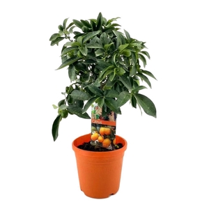 Citrus kumquat
