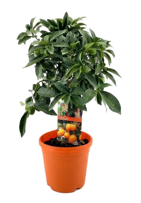 <h4>Citrus kumquat</h4>