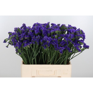 Statice Crystal Dark Blue