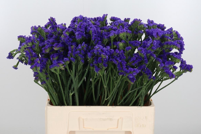 <h4>Statice Crystal Dark Blue</h4>