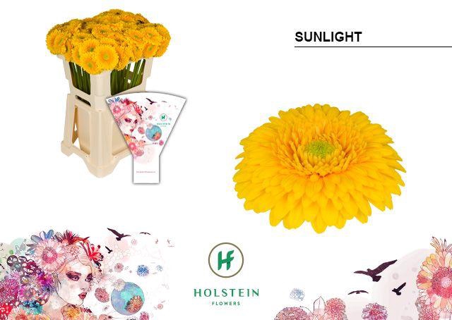 <h4>Germini Pomponi Sunlight Water</h4>