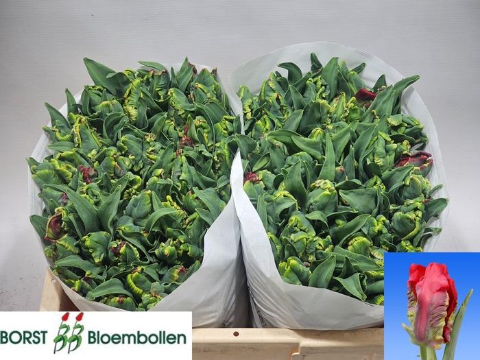 <h4>TU PA SEADOV PARROT</h4>