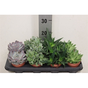 Succulent Gemengd 12cm
