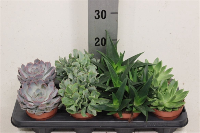 <h4>Succulent Gemengd 12cm</h4>