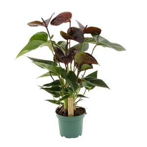 Anthurium Essencia 12cm