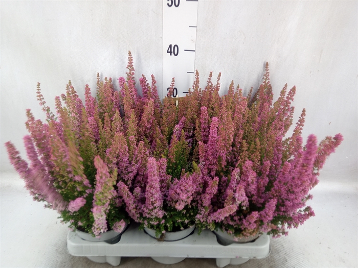 Erica gracilis 'Heidis'   ...mix