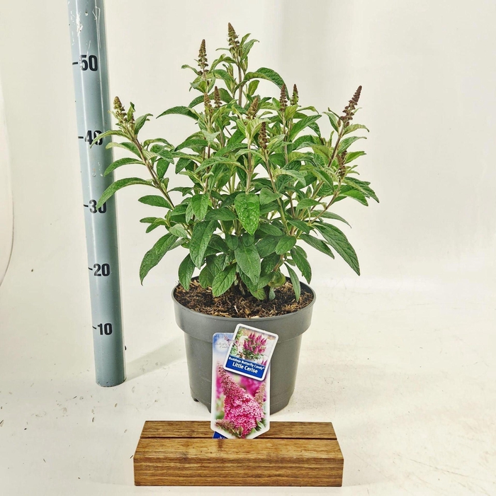 <h4>Buddleja Butterfly Candy Gemengd</h4>