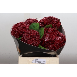 Wax Hydrangea Hydr Wax Paars XL