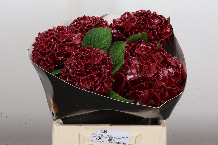 <h4>Wax Hydrangea Hydr Wax Paars XL</h4>
