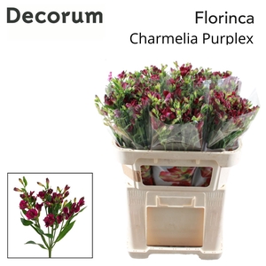 Alstroemeria charme Purplex