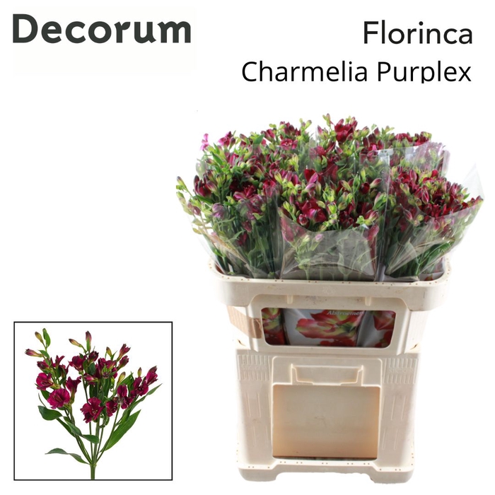 <h4>ALST FL CHARME PURPLEX</h4>