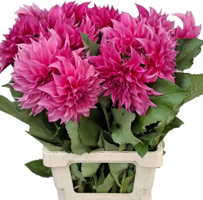 <h4>Dahl Cafe Lait Rose</h4>